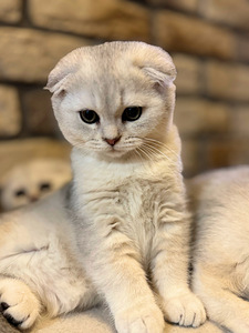 Scottish kittens (1 valokuva sivusta 9)