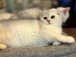 Scottish kittens (5 valokuva sivusta 9)