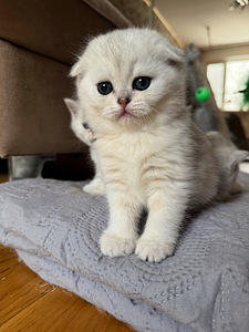 Scottish (4 valokuva sivusta 10)