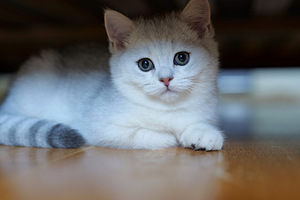 Scottish (3 valokuva sivusta 5)