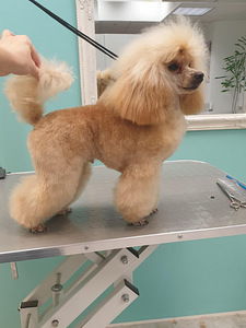 Toy puudel (3 foto / 5)