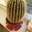 Kaktus 🌵 (foto #1)