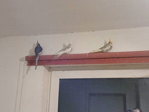 3 Nümfkakaduud (1 foto / 2)