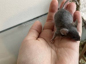 Мышь Mus Musculus Domestica (3 фото из 8)