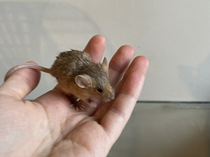 Мышь Mus Musculus Domestica (7 фото из 8)