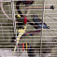 Müüa lainelisi papagoisid (foto #3)