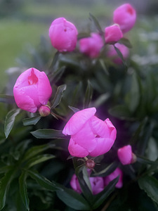 Pojengid. (3 foto / 6)