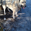 Большая сторожевая собака (фото #2)