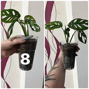 Monstera adansonii (мини-монстера) (1 фото из 3)