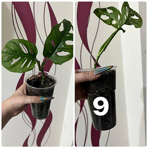 Monstera adansonii (мини-монстера) (2 фото из 3)