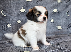Papillon puppies (6 foto / 9)