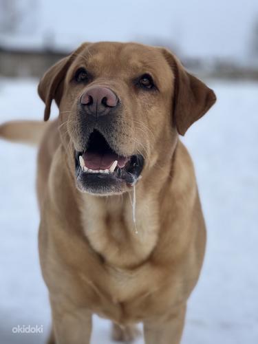 Labrador (foto #1)