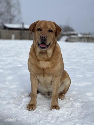 Labrador (foto #6)