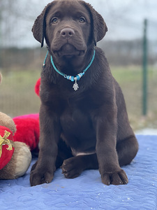 Labrador (1 foto / 10)
