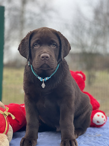 Labrador (4 foto / 10)