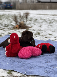 Labrador (5 foto / 10)