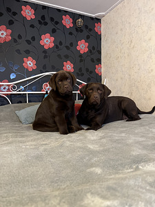 Labrador (7 foto / 10)