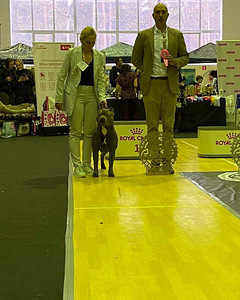 American bully XXL (3 foto / 8)