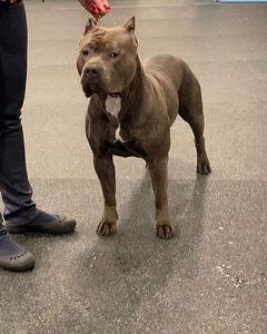 American bully XXL (4 foto / 8)