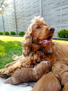 Angļu kokerspaniels (3 foto no 3)