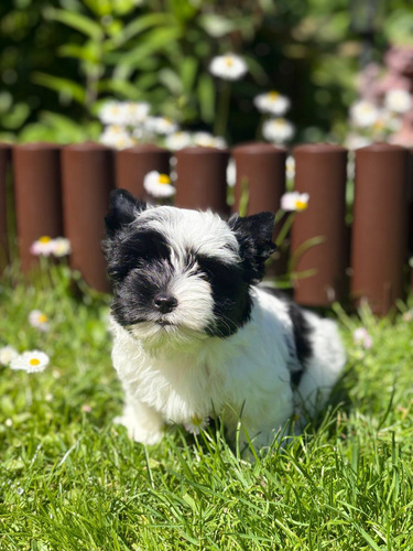 Color Yorkie