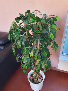 Искуственное дерево . (2 фото из 3)