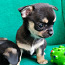 Myytävänä Pentu Chihuahua (valokuva #2)