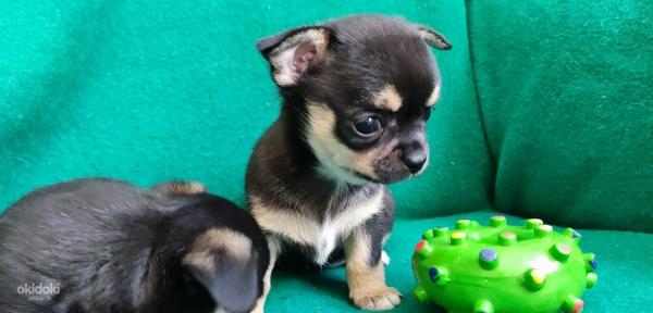Myytävänä Pentu Chihuahua (valokuva #2)