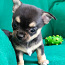 Myytävänä Pentu Chihuahua (valokuva #3)