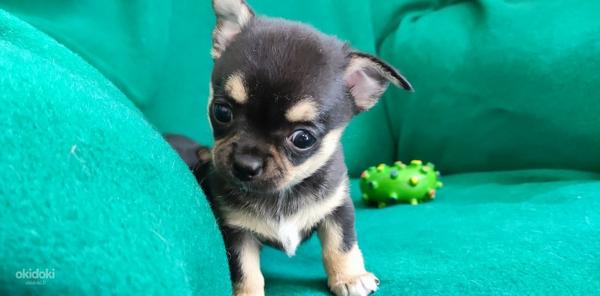 Myytävänä Pentu Chihuahua (valokuva #3)