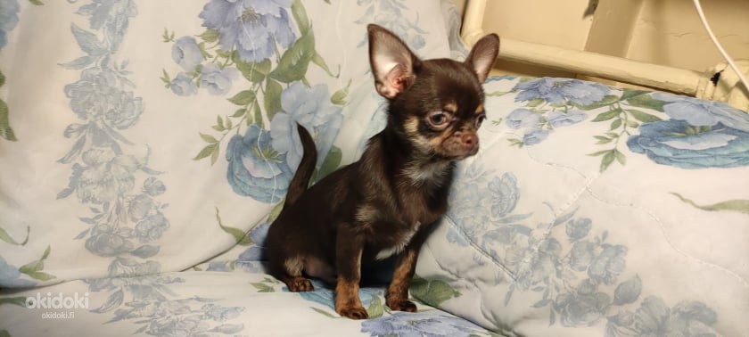 Myytävänä Pentu Chihuahua (valokuva #8)