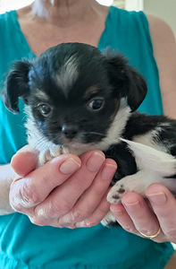 Chihuahua kutsikad bron (1 foto / 2)