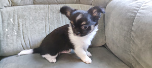 Chihuahua pikakarvaline isane kutsikas bron (2 foto / 8)