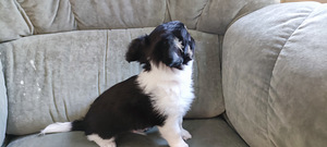 Chihuahua pikakarvaline isane kutsikas bron (3 foto / 8)