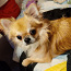 Chihuahua isane kutsikas Leo Bron. Ema ja isa foto (foto #4)