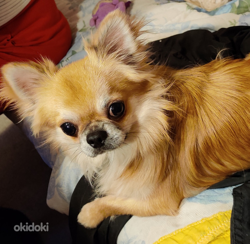 Chihuahua isane kutsikas Leo Bron. Ema ja isa foto (foto #4)