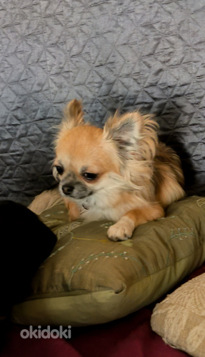 Emane Chihuahua kutsikas (tõutunnistusega) (foto #1)
