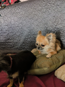 Emane Chihuahua kutsikas (tõutunnistusega) (2 foto / 3)