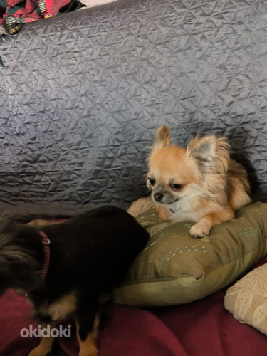 Emane Chihuahua kutsikas (tõutunnistusega) (foto #2)