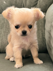 Emane Chihuahua kutsikas Eesti päritolu (3 foto / 7)