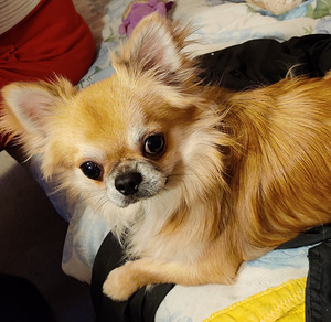 Emane Chihuahua kutsikas Eesti päritolu (5 foto / 7)