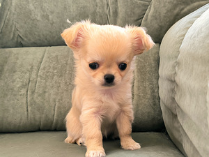 Emane Chihuahua kutsikas Eesti päritolu (2 foto / 7)