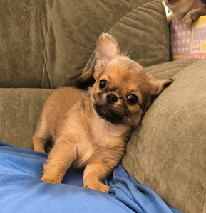 Isane Chihuahua kutsikas Eesti päritolu. (2 foto / 7)