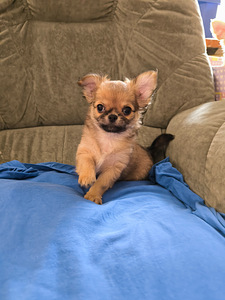 Isane Chihuahua kutsikas Eesti päritolu. (4 foto / 7)