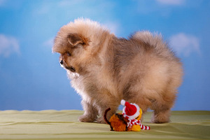 Pomeranian spic (1 foto / 5)