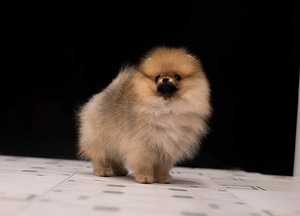 Pomeranian spic (1 foto / 3)