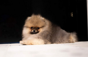Pomeranian spic (2 foto / 3)