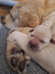 Labrador-retriiveri kutsikad (3 foto / 4)