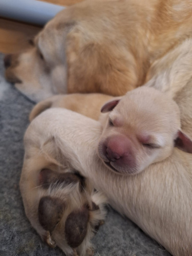 Labrador-retriiveri kutsikad