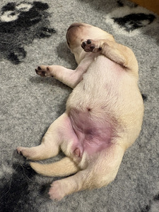 Labrador-retriiveri kutsikad (2 foto / 4)
